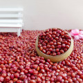 Wholesale High Quality Dried Adzuki Beans / Azuki Beans